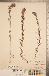  (Orthocarpus bracteosus - CCDB-20338-F09)  @11 [ ] Copyright (2015) Deb Metsger Royal Ontario Museum