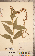  (Digitalis grandiflora - CCDB-20338-B09)  @11 [ ] Copyright (2015) Deb Metsger Royal Ontario Museum