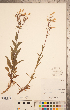  (Penstemon calycosus - CCDB-20338-H10)  @11 [ ] Copyright (2015) Deb Metsger Royal Ontario Museum