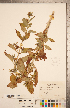  (Mimulus alatus - CCDB-20338-E11)  @11 [ ] Copyright (2015) Deb Metsger Royal Ontario Museum