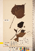  (Catalpa x erubescens - CCDB-20339-H01)  @11 [ ] Copyright (2015) Deb Metsger Royal Ontario Museum