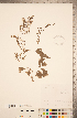  (Utricularia purpurea - CCDB-20339-C01)  @11 [ ] Copyright (2015) Deb Metsger Royal Ontario Museum
