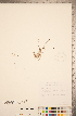  (Utricularia resupinata - CCDB-20339-D02)  @11 [ ] Copyright (2015) Deb Metsger Royal Ontario Museum