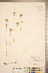 (Utricularia cornuta - CCDB-20339-F04)  @11 [ ] Copyright (2015) Deb Metsger Royal Ontario Museum