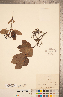 (Viburnum nudum - CCDB-20339-B09)  @11 [ ] Copyright (2015) Deb Metsger Royal Ontario Museum