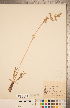  (Valeriana edulis - CCDB-22993-G02)  @11 [ ] Copyright (2015) Deb Metsger Royal Ontario Museum