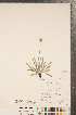  (Tetraneuris acaulis var. acaulis - CCDB-22993-C05)  @11 [ ] Copyright (2015) Deb Metsger Royal Ontario Museum
