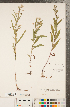  (Symphyotrichum tradescantii - CCDB-22989-F09)  @11 [ ] Copyright (2015) Deb Metsger Royal Ontario Museum
