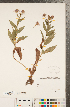  (Eurybia conspicua - CCDB-22989-B09)  @11 [ ] Copyright (2015) Deb Metsger Royal Ontario Museum