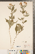  (Symphyotrichum prenanthoides - CCDB-22989-C10)  @11 [ ] Copyright (2015) Deb Metsger Royal Ontario Museum