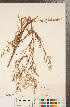  (Symphyotrichum subulatum var. subulatum - CCDB-22989-E11)  @11 [ ] Copyright (2015) Deb Metsger Royal Ontario Museum