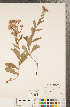  (Eurybia merita - CCDB-22990-H01)  @11 [ ] Copyright (2015) Deb Metsger Royal Ontario Museum