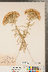  (Chrysothamnus - CCDB-22990-C03)  @11 [ ] Copyright (2015) Deb Metsger Royal Ontario Museum