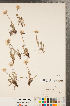  (Erigeron grandiflorus - CCDB-22990-D09)  @11 [ ] Copyright (2015) Deb Metsger Royal Ontario Museum