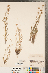  (Erigeron nivalis - CCDB-22990-H10)  @11 [ ] Copyright (2015) Deb Metsger Royal Ontario Museum