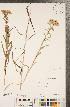 (Solidago riddellii - CCDB-22991-B04)  @11 [ ] Copyright (2015) Deb Metsger Royal Ontario Museum