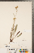  (Solidago ohioensis - CCDB-22991-F05)  @11 [ ] Copyright (2015) Deb Metsger Royal Ontario Museum