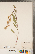  (Solidago racemosa - CCDB-22991-B06)  @11 [ ] Copyright (2015) Deb Metsger Royal Ontario Museum