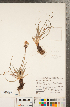  (Nothocalais - CCDB-22992-D03)  @11 [ ] Copyright (2015) Deb Metsger Royal Ontario Museum