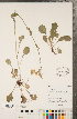  (Packera obovata - CCDB-22992-D06)  @11 [ ] Copyright (2015) Deb Metsger Royal Ontario Museum