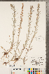  (Omalotheca sylvatica - CCDB-23110-A03)  @11 [ ] Copyright (2015) Deb Metsger Royal Ontario Museum