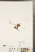  (Alchemilla alpina - CCDB-23110-H07)  @11 [ ] Copyright (2015) Deb Metsger Royal Ontario Museum