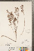  (Crocanthemum canadense - CCDB-23111-B06)  @11 [ ] Copyright (2015) Deb Metsger Royal Ontario Museum