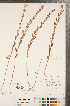  (Crocanthemum bicknellii - CCDB-23111-D07)  @11 [ ] Copyright (2015) Deb Metsger Royal Ontario Museum