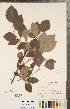  (Staphylea trifolia - CCDB-23111-A09)  @11 [ ] Copyright (2015) Deb Metsger Royal Ontario Museum