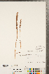  (Spiranthes casei - CCDB-23122-G01)  @11 [ ] Copyright (2015) Deb Metsger Royal Ontario Museum