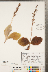  (Platanthera hookeri - CCDB-23122-A01)  @11 [ ] Copyright (2015) Deb Metsger Royal Ontario Museum