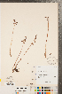  (Corallorhiza odontorhiza - CCDB-23122-A03)  @11 [ ] Copyright (2015) Deb Metsger Royal Ontario Museum