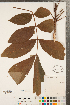  (Carya laciniosa - CCDB-23122-F08)  @11 [ ] Copyright (2015) Deb Metsger Royal Ontario Museum