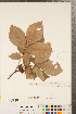  (Carya glabra - CCDB-23122-A08)  @11 [ ] Copyright (2015) Deb Metsger Royal Ontario Museum