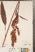  (Rumex britannica - CCDB-23122-E10)  @11 [ ] Copyright (2015) Deb Metsger Royal Ontario Museum