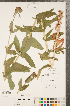  (Silene chalcedonica - CCDB-23324-D02)  @11 [ ] Copyright (2015) Deb Metsger Royal Ontario Museum