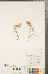  (Sedum hispanicum - CCDB-23324-B04)  @11 [ ] Copyright (2015) Deb Metsger Royal Ontario Museum