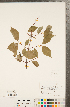 (Philadelphus inodorus - CCDB-23324-A06)  @11 [ ] Copyright (2015) Deb Metsger Royal Ontario Museum