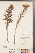  (Lithospermum caroliniense - CCDB-23324-G10)  @11 [ ] Copyright (2015) Deb Metsger Royal Ontario Museum