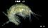  (Microdeutopus gryllotalpa - LMBTRO14-001)  @11 [ ] Unspecified (default): All Rights Reserved  Unspecified Unspecified