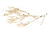  (Filicrisia geniculata - 625603V04.1b)  @13 [ ] CreativeCommons - Attribution (2011) CBG Photography Group Centre for Biodiversity Genomics