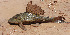  (Hypostomus sp - CREG ECOMOL AR11-453)  @15 [ ] Copyright (2012) UNLP Universidad Nacional de La Plata