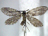 (Neomicropteryx - YI_micro_Neo_05)  @15 [ ] CreativeCommons - Attribution Non-Commercial Share-Alike (2011) Yume Imada Kyoto University
