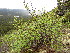  (Alnus viridis subsp crispa - MLTV12)  @11 [ ] Copyright (2011) Malie Lessard-Therrien Unspecified