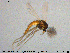  (Bryophaenocladius nidorum - MM-CH147)  @11 [ ] Creative Commons  Attribution Non-Commercial Share-Alike (2020) NTNU University Museum, Department of Natural History NTNU University Museum, Department of Natural History