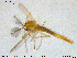  (Dicrotendipes sp. 4TE - MM-CH185)  @11 [ ] Creative Commons  Attribution Non-Commercial Share-Alike (2020) NTNU University Museum, Department of Natural History NTNU University Museum, Department of Natural History