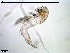  (Paramesochrinae - MM001359_crustaceans_Harpacticoida_Paramesochridae)  @11 [ ] © (2020) Dr. Nancy F. Mercado Salas German Center for Marine Biodiversity Research