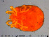  (Euthyas truncata - HYDCA241)  @11 [ ] Creative Commons  Attribution Non-Commercial Share-Alike (2019) NTNU University Museum, Department of Natural History NTNU University Museum, Department of Natural History