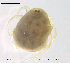  (Eylais infundibulifera - HYDCA359)  @11 [ ] Creative Commons Attribution NonCommercial ShareAlike (2020) NTNU University Museum, Department of Natural History NTNU University Museum, Department of Natural History