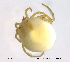  (Hydrachna globosa - HYDCA362)  @11 [ ] Creative Commons Attribution NonCommercial ShareAlike (2020) NTNU University Museum, Department of Natural History NTNU University Museum, Department of Natural History